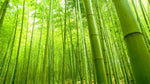 Why Is Bamboo Superior?